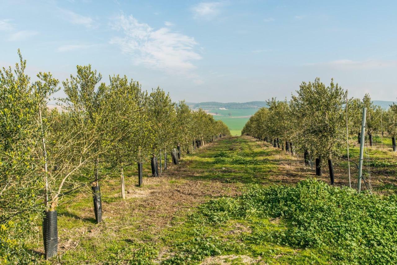 Vivienda Rural Olivar De San Telmo 阿尔科斯-德拉弗龙特拉 外观 照片