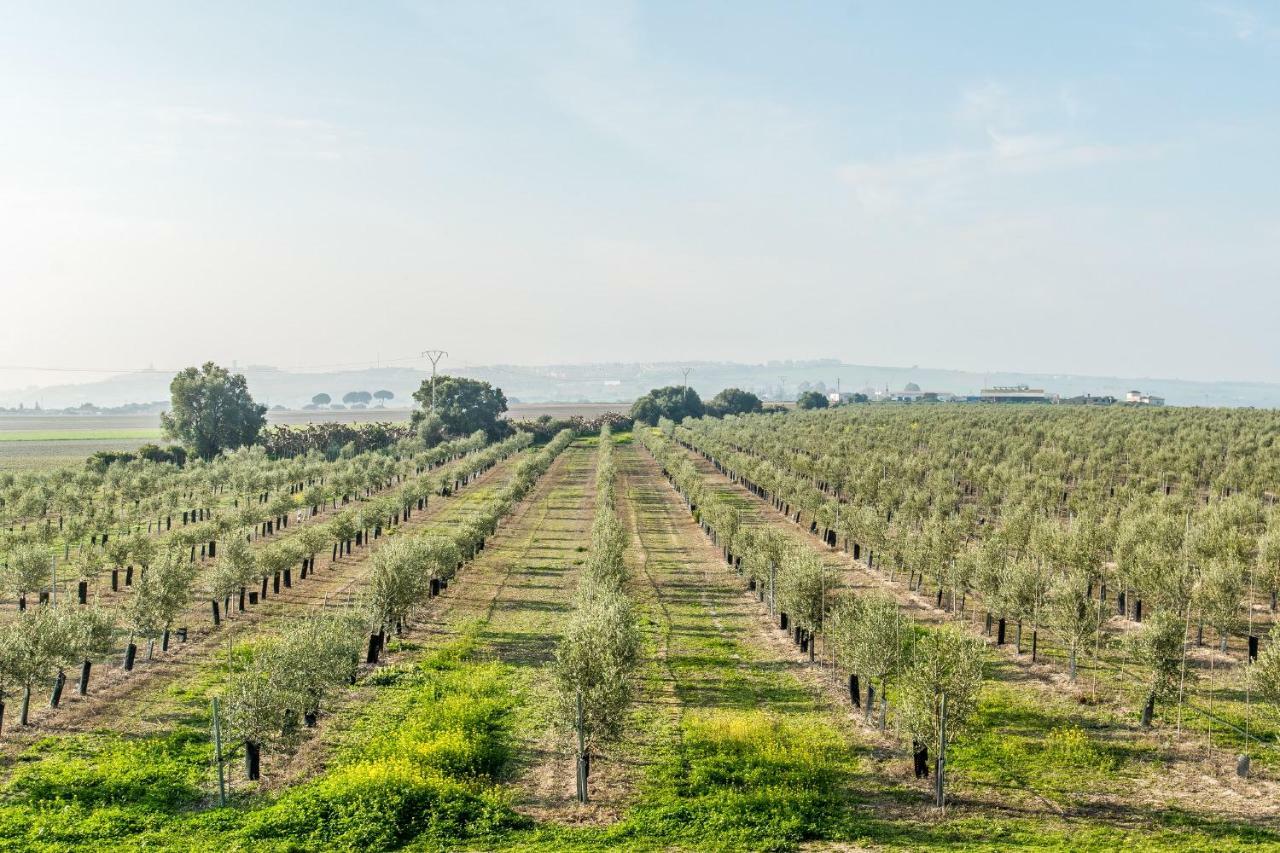 Vivienda Rural Olivar De San Telmo 阿尔科斯-德拉弗龙特拉 外观 照片
