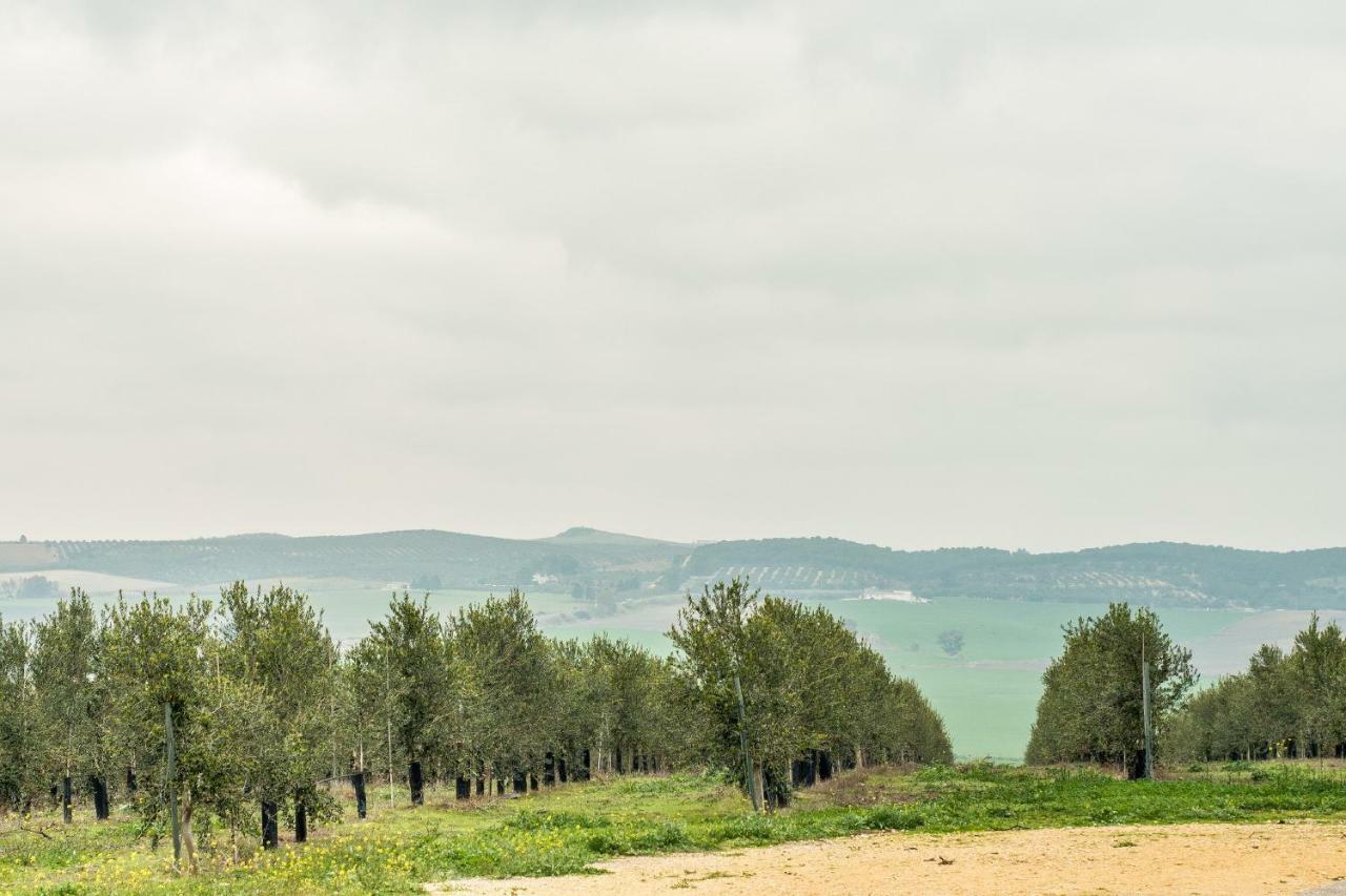 Vivienda Rural Olivar De San Telmo 阿尔科斯-德拉弗龙特拉 外观 照片