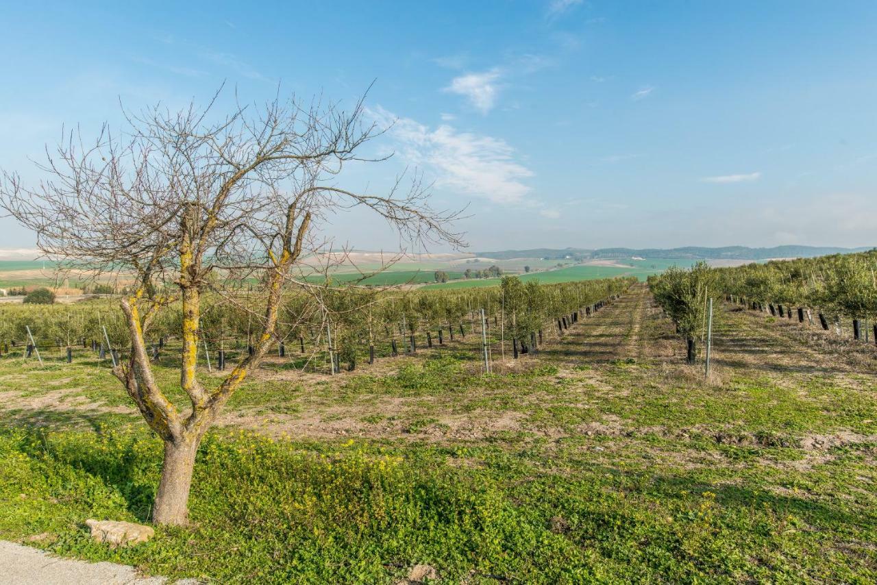 Vivienda Rural Olivar De San Telmo 阿尔科斯-德拉弗龙特拉 外观 照片